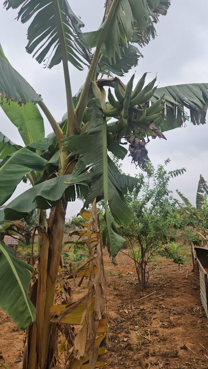 Régimes de bananes