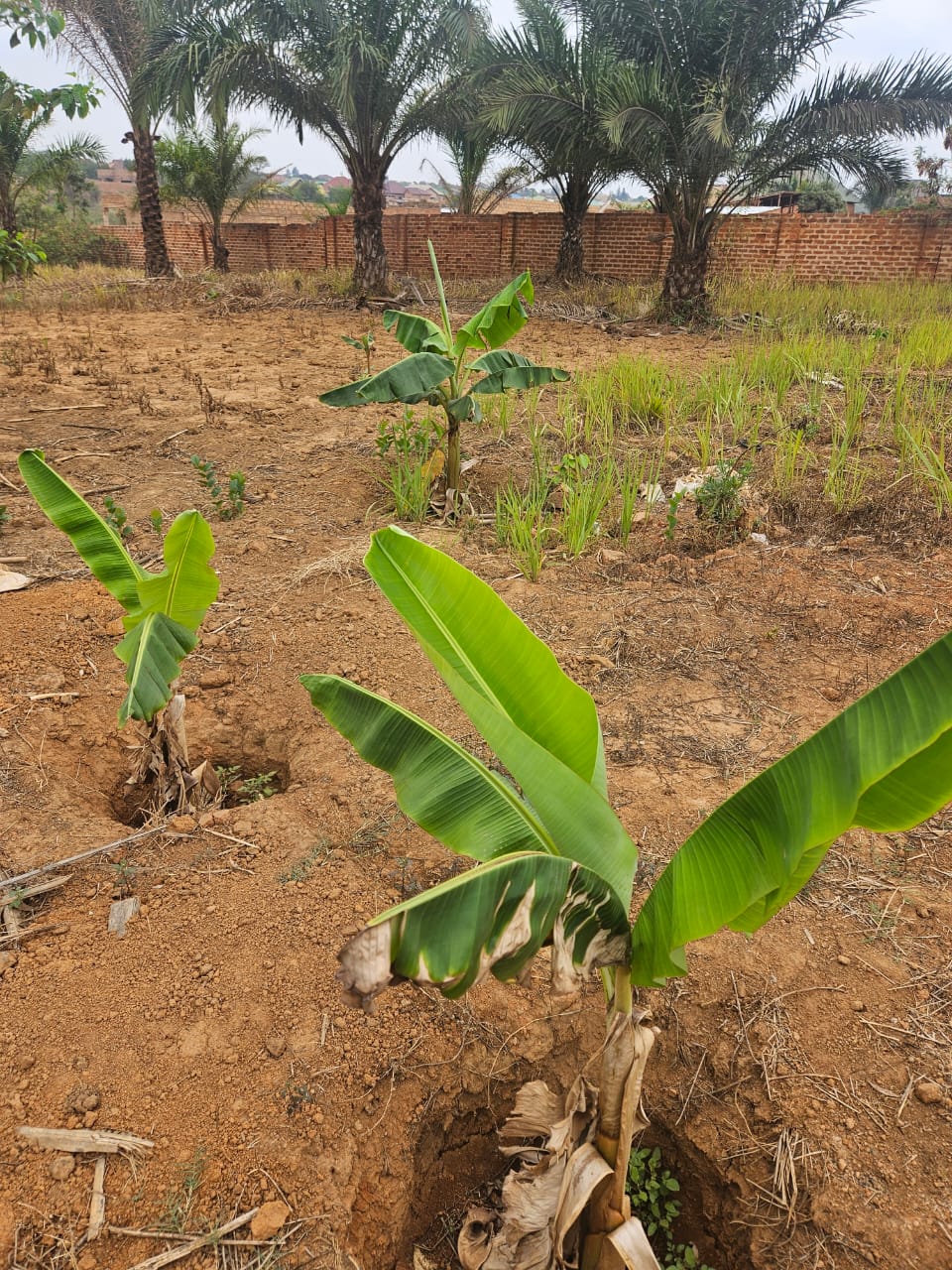 Jeunes bananiers plantés en lignes