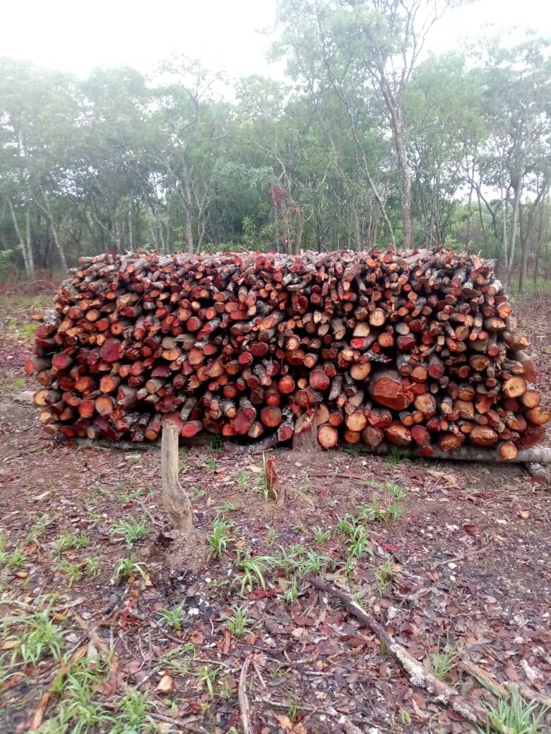 Notre dépôt de produits forestiers