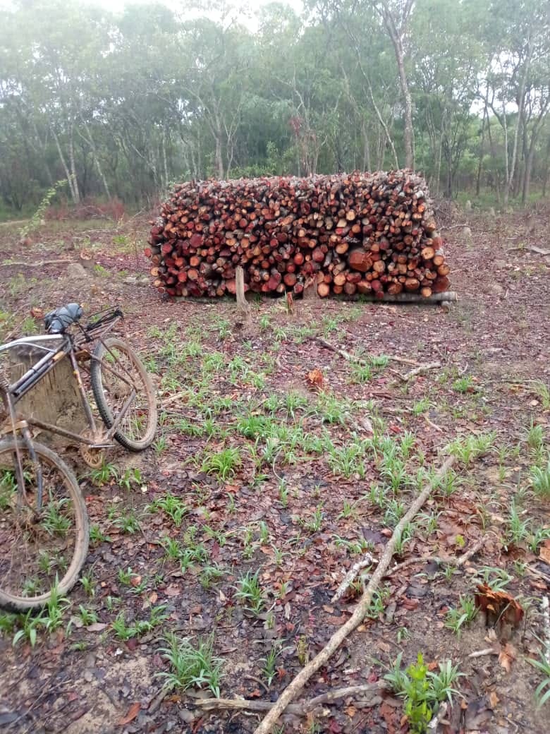 Transport du bois de chauffe