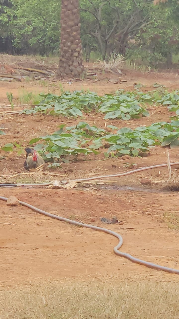 Champ en culture avec élevage et irrigation