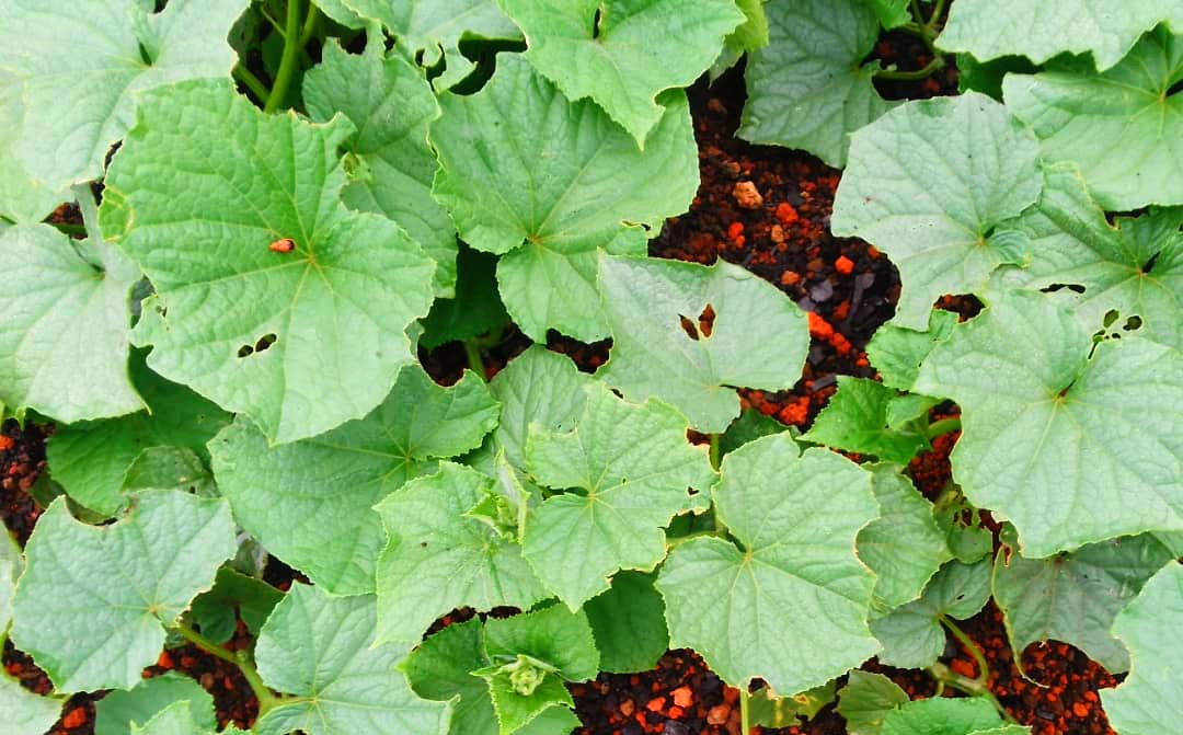 Feuilles de concombre au champ