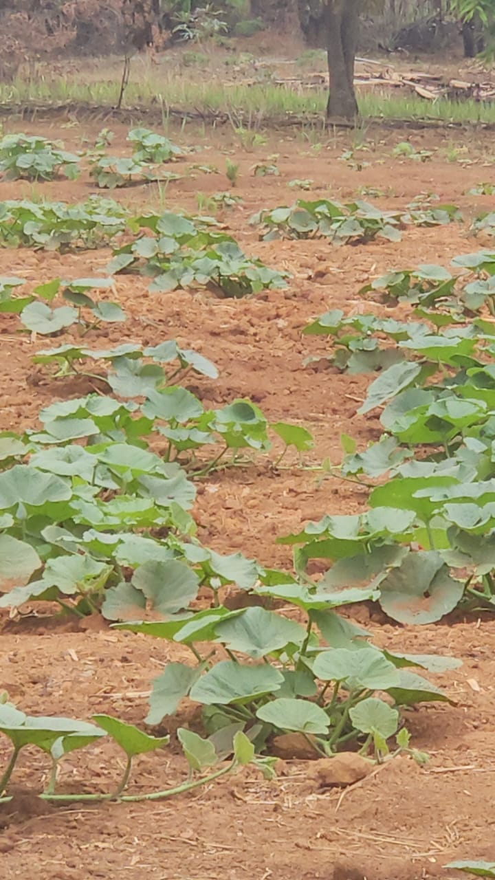 Exploitation agropastorale