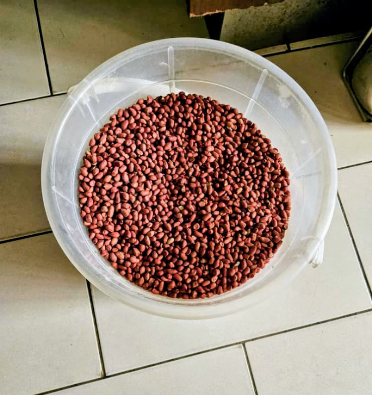 Haricots rouges triés dans une bassine