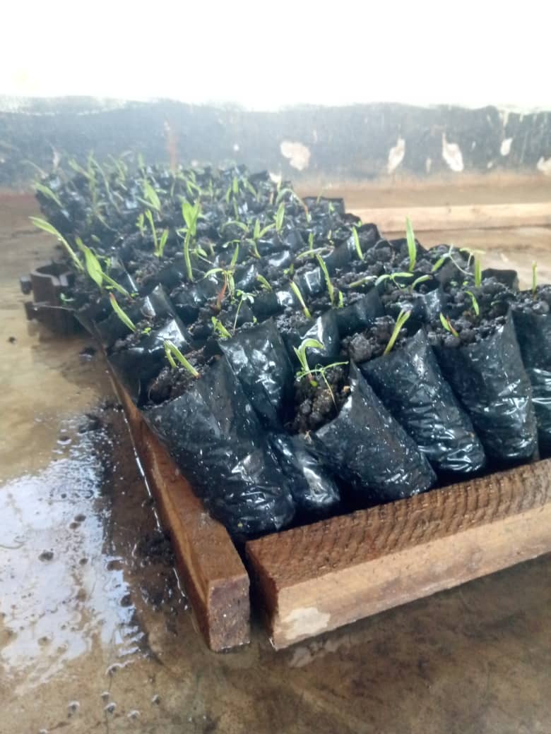 Plants en sachets dans un cadre en bois