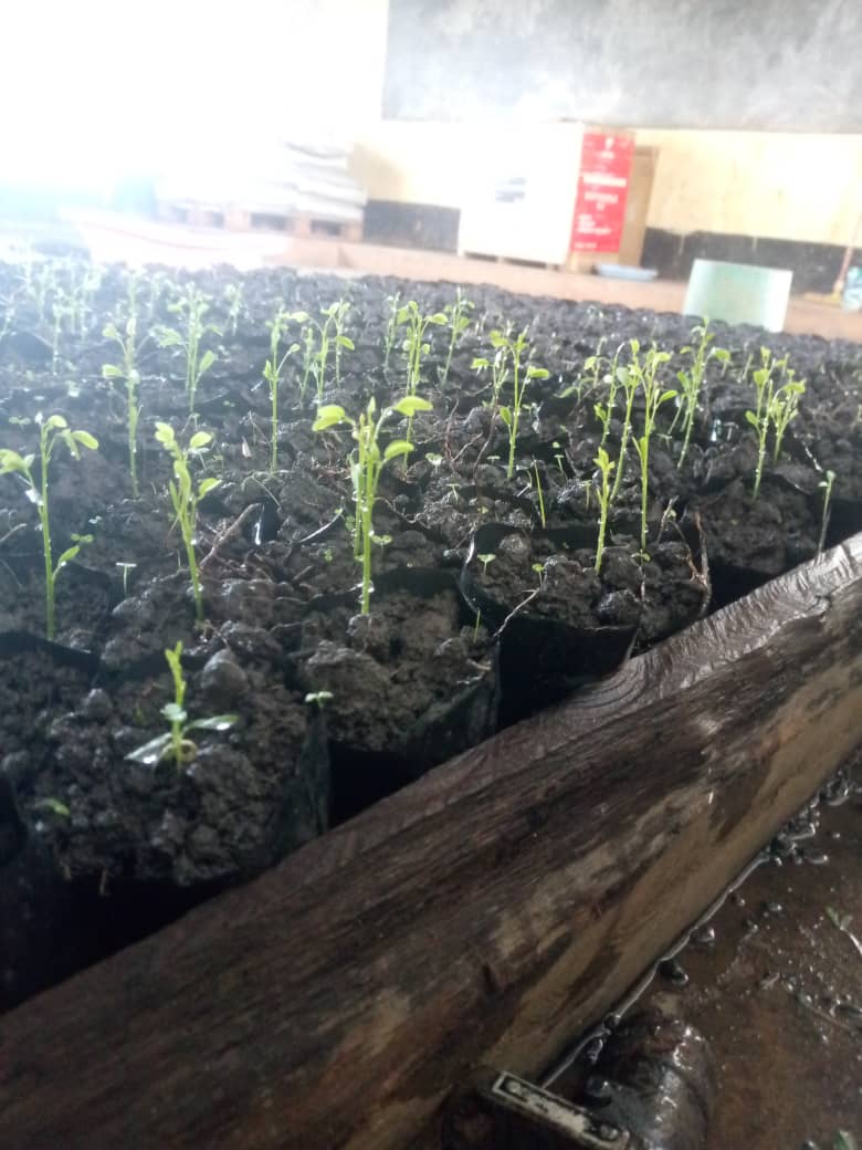 Jeunes plants repiqués en pépinière