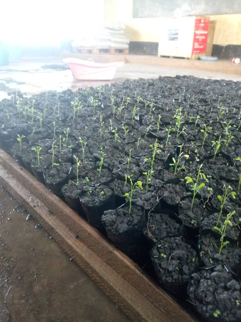 Plateau de pépinière rempli de plants