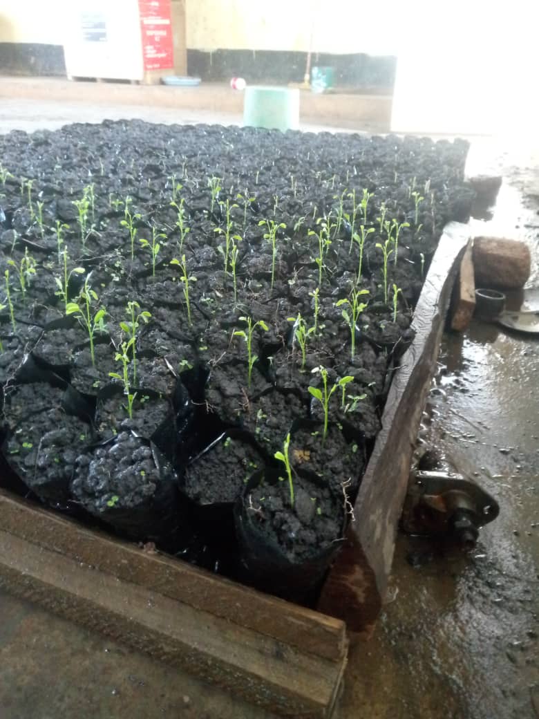 Rangs de plants en pépinière