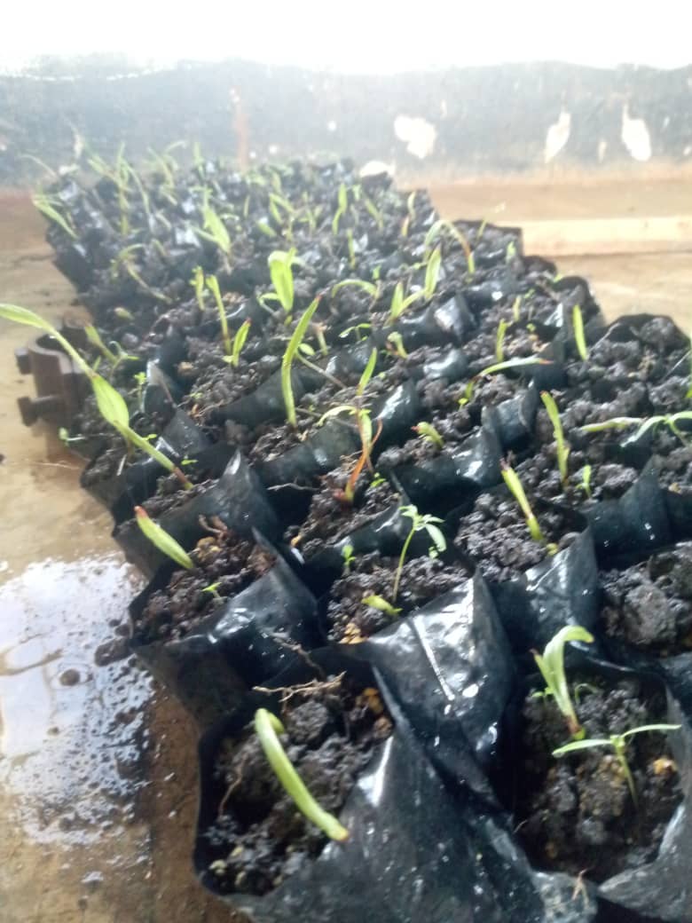 Nos plants en pépinière