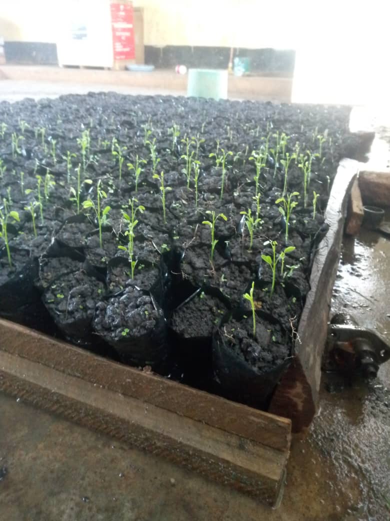 Semis de tomates en pépinière