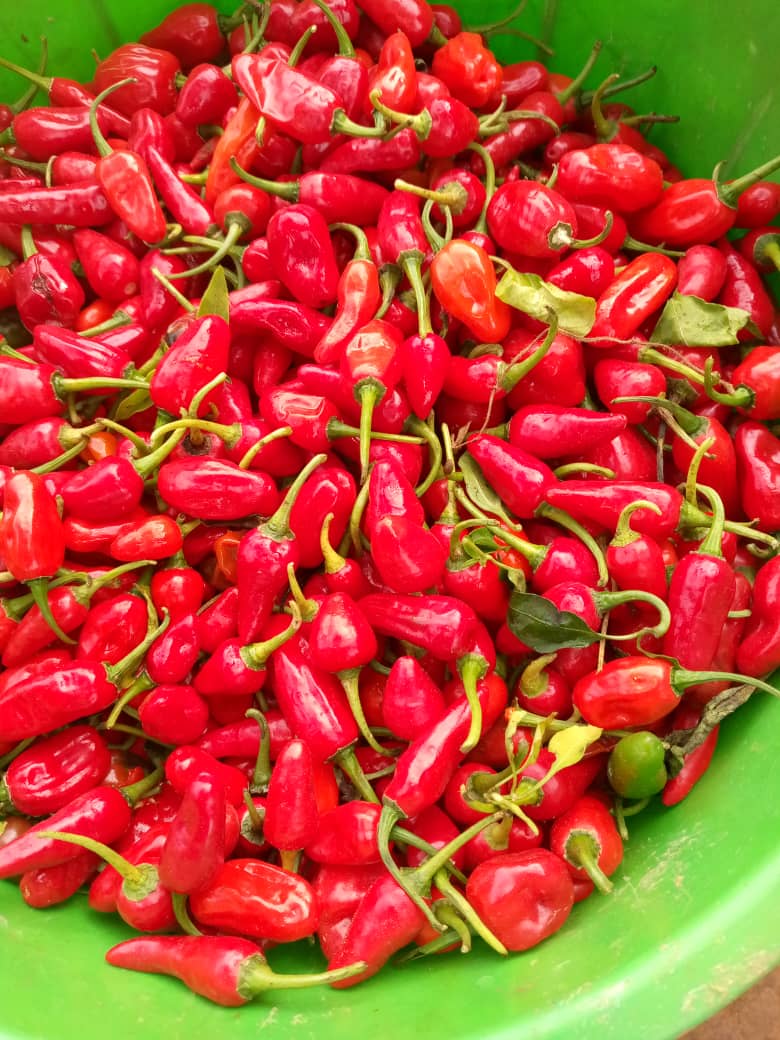 Récolte de piments