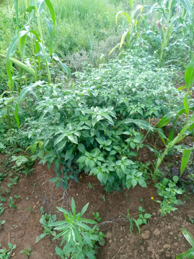 Plant de piments en buisson