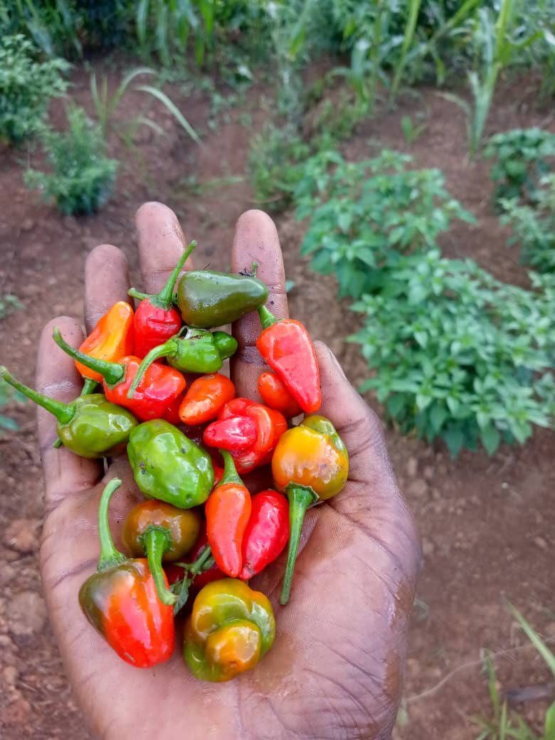 Piments colorés fraîchement récoltés