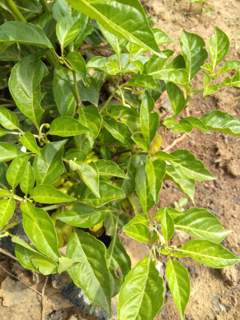 Feuillage dense d'un plant de piments