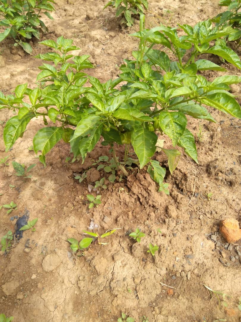 Jeune plant de piments en pleine terre
