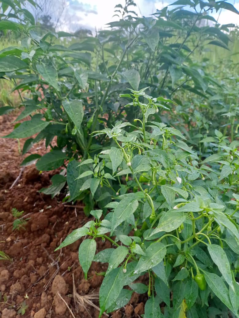 Piments en croissance dans le champ