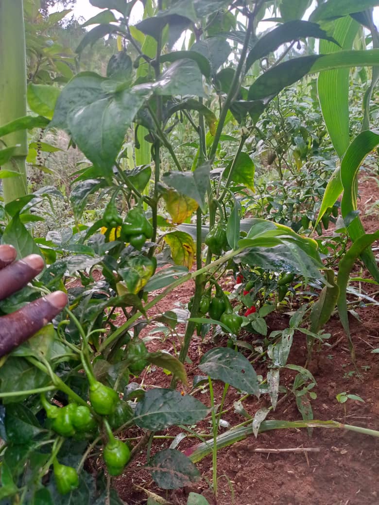 Inspection des plants de piments