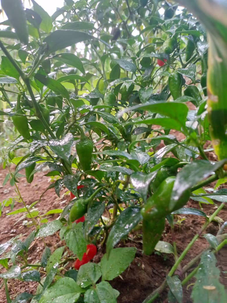 Piments mûrs prêts à récolter