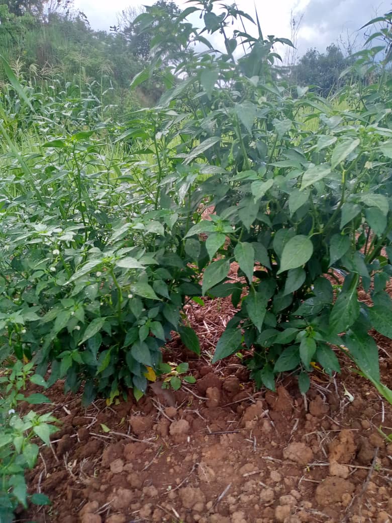 Pieds de piments en culture