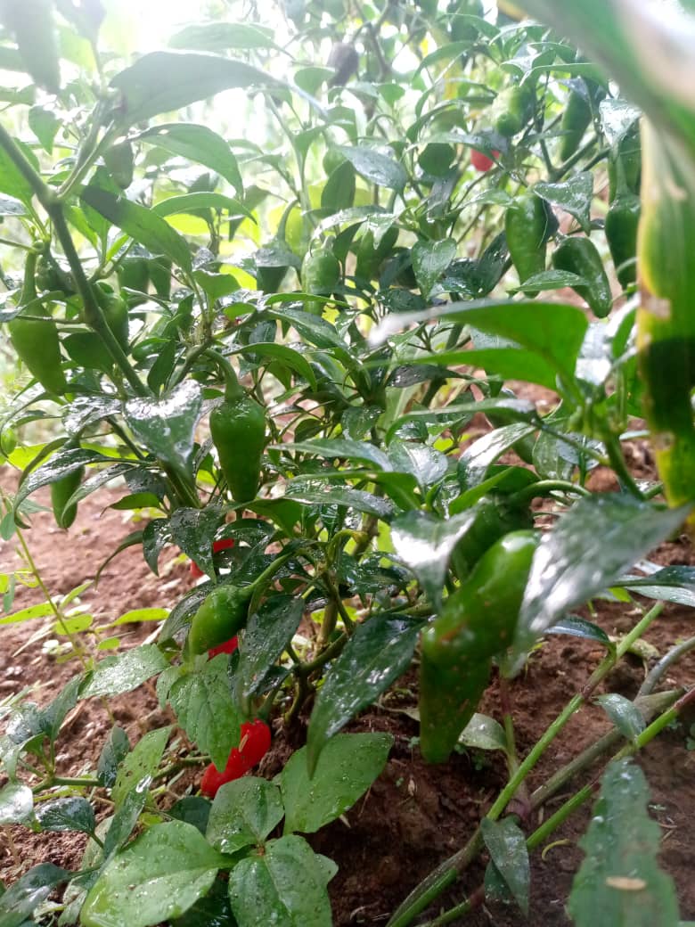Piments verts et rouges sur pied