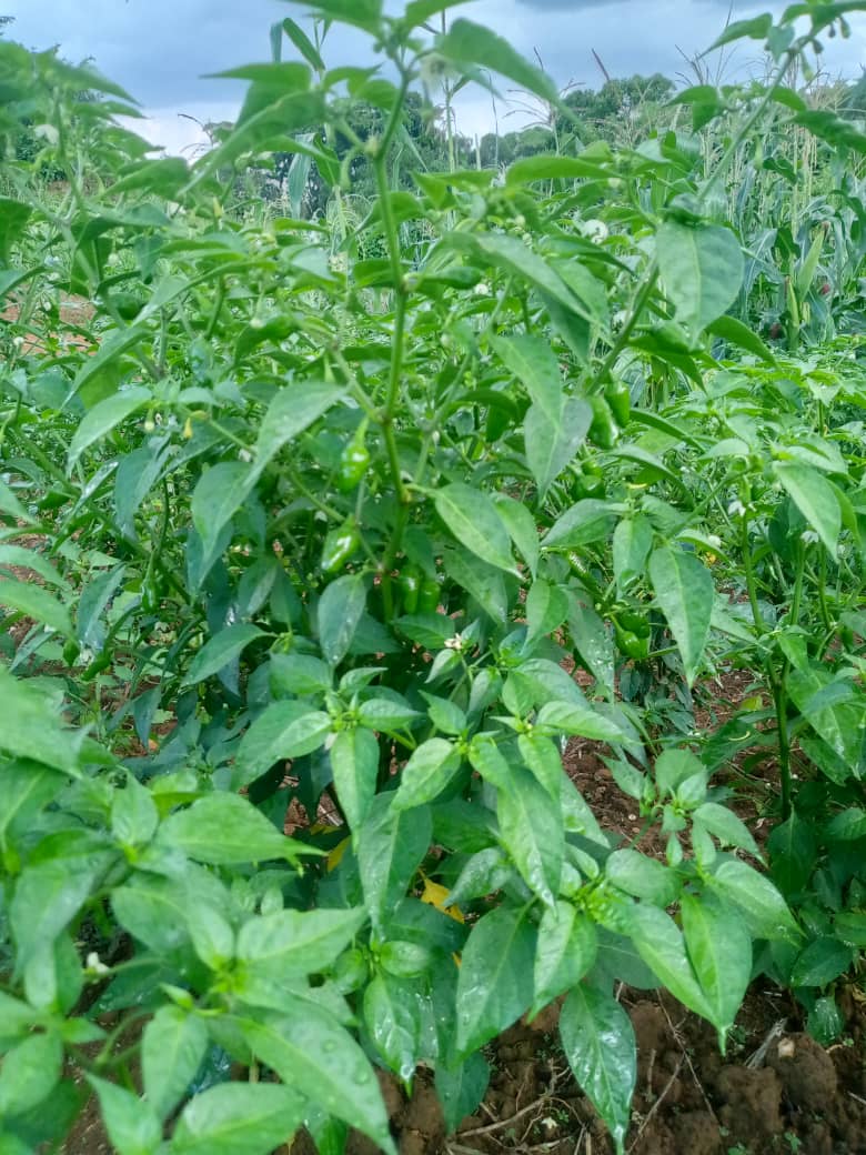 Plantation de piments en croissance
