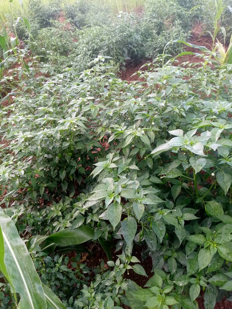 Rangs de plants de piments