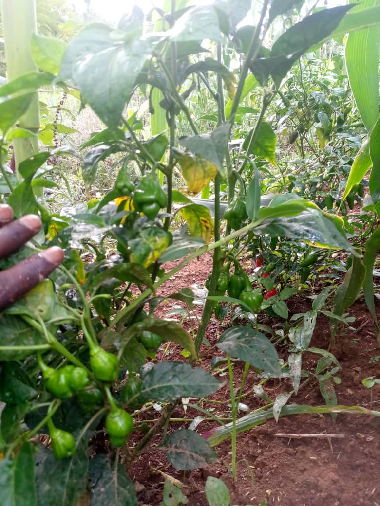 Récolte de piments dans la main
