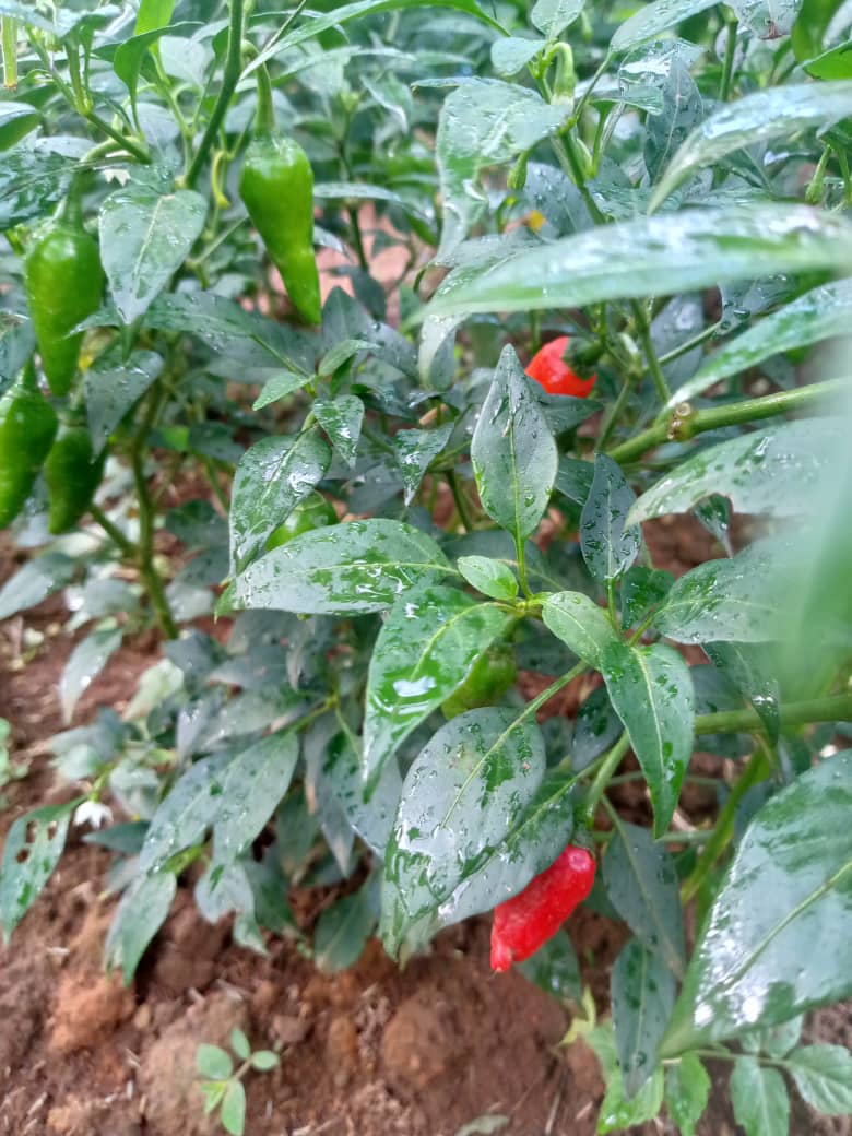 Piments verts et rouges mûrissants