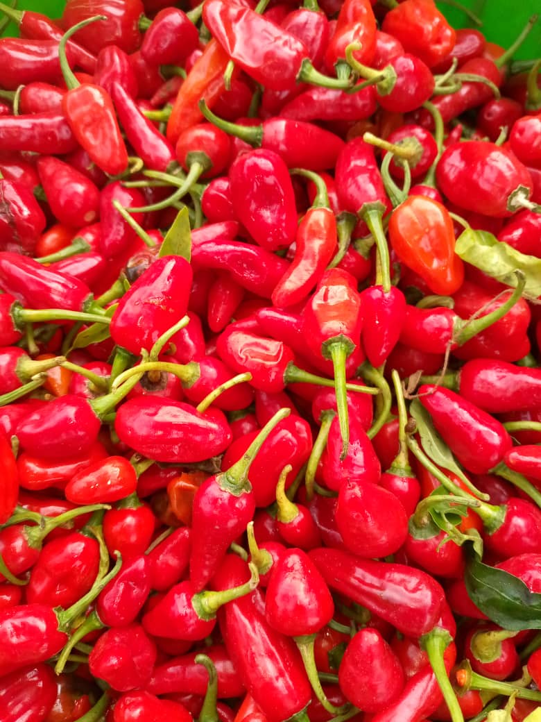 Piments rouges frais