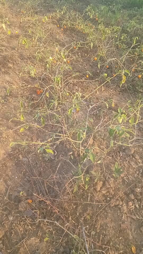 Culture de piments