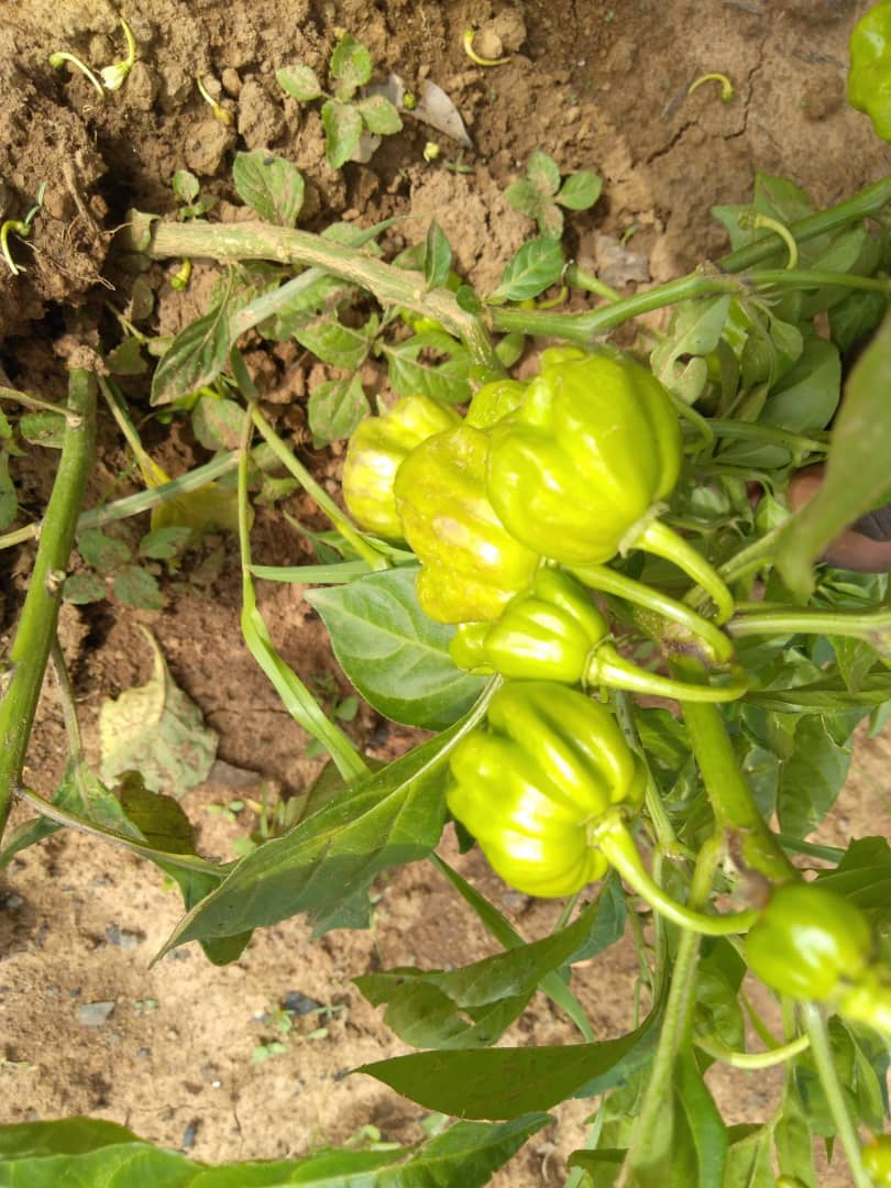 Piments verts clair sur pied