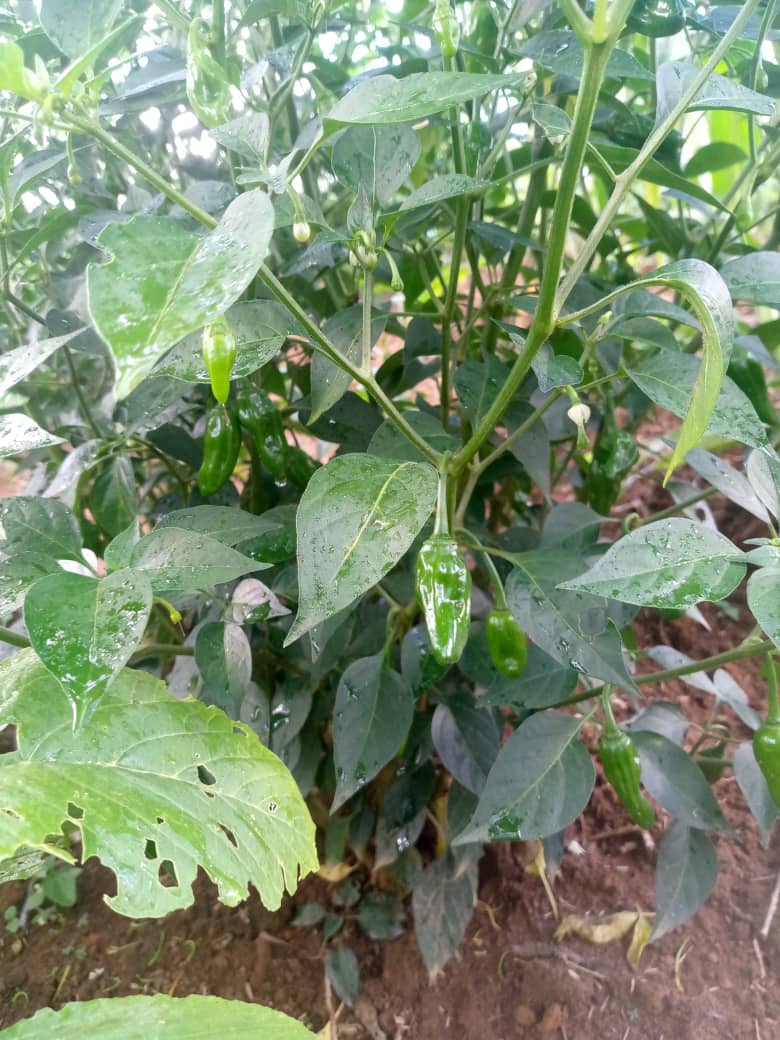 Piments verts sur pied