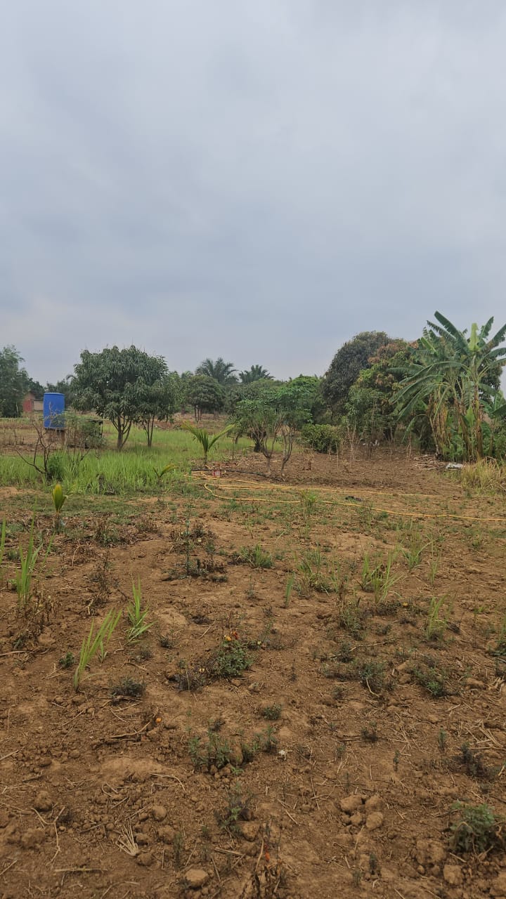 Verger et périmètre agricole